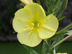 Oenothera glazioviana