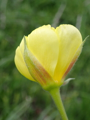 Oenothera glazioviana