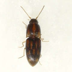 Conoderus bellus