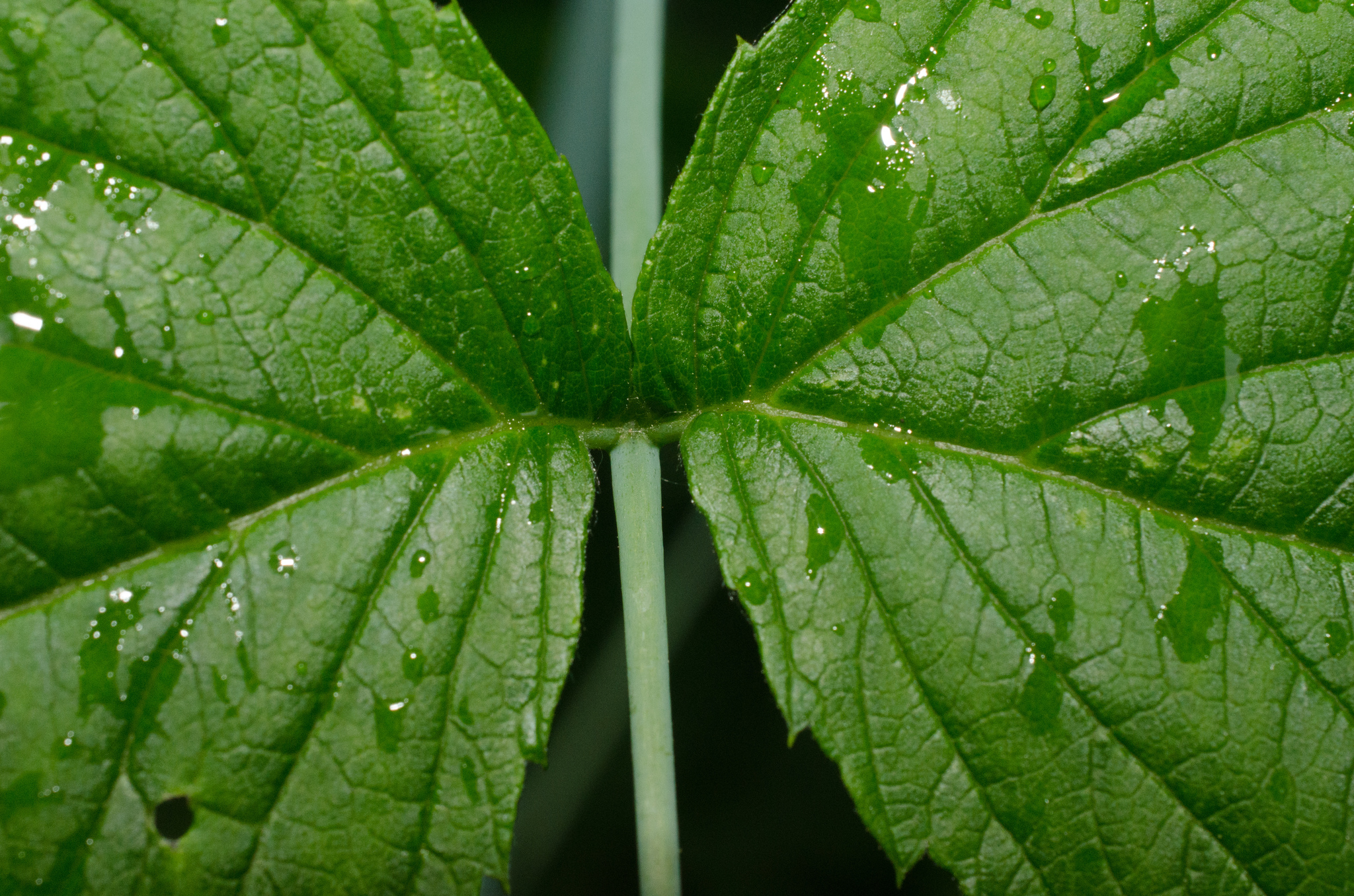 black raspberry Rubus leucodermis leaves, Stanley Park, Vancouver, British  Columbia, Canada Stock Photo - Alamy