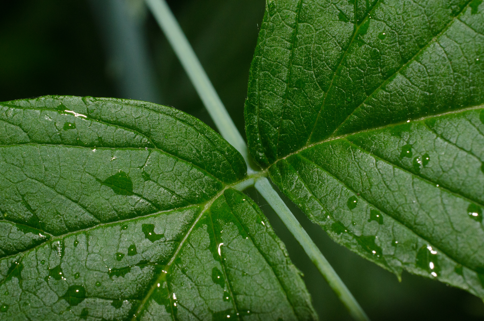 black raspberry Rubus leucodermis leaves, Stanley Park, Vancouver, British  Columbia, Canada Stock Photo - Alamy