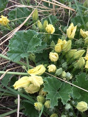 Apodanthera undulata