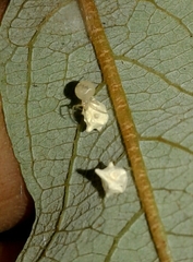 Paidiscura pallens
