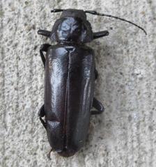 Archodontes melanopus