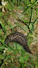 Limax maximus