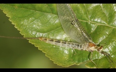 Ephemera lineata