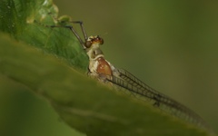 Ephemera lineata