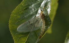 Ephemera lineata