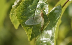 Ephemera lineata