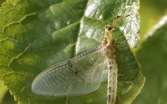 Ephemera lineata