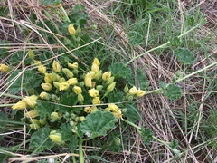 Apodanthera undulata