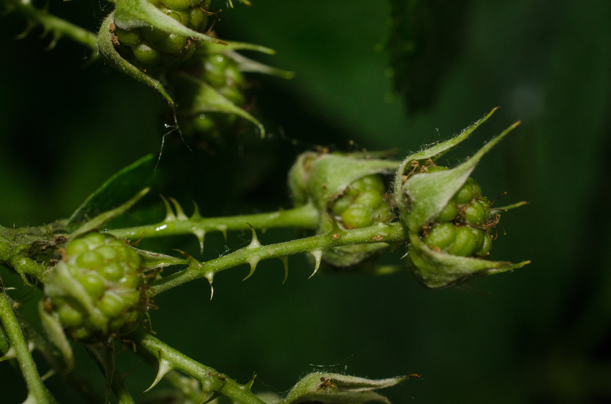 Rubus occidentalis (Black Raspberry)