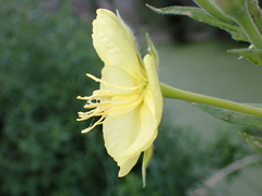 Oenothera glazioviana