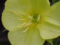 Oenothera glazioviana