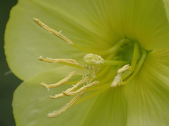 Oenothera glazioviana