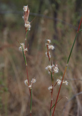 Cymbopogon bombycinus