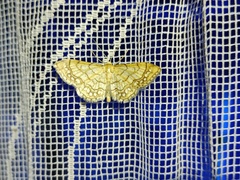 Idaea moniliata