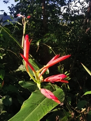 Canna paniculata