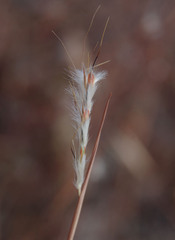 Schizachyrium fragile