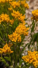 Petradoria pumila