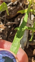 Petradoria pumila