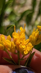 Petradoria pumila