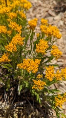 Petradoria pumila