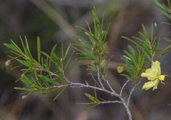 Hibbertia stirlingii