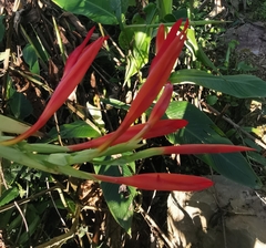 Canna paniculata
