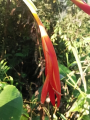 Canna paniculata