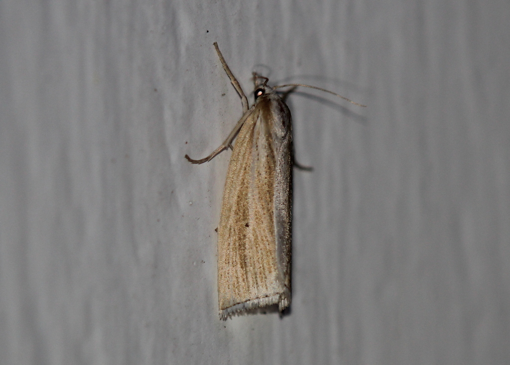 Epina alleni
