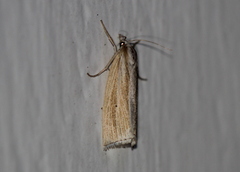 Epina alleni