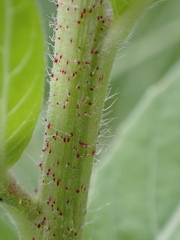 Oenothera glazioviana