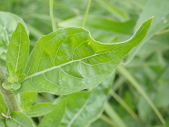 Oenothera glazioviana