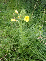 Oenothera glazioviana