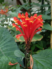 Scutellaria costaricana