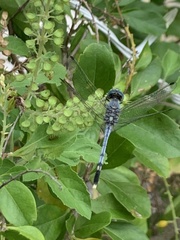 Diplacodes trivialis