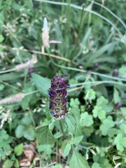 Prunella vulgaris