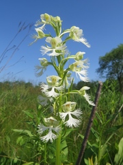 Platanthera leucophaea
