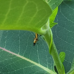 Trypherus frisoni