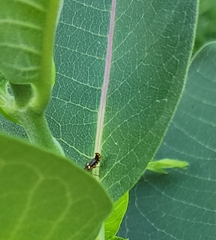 Trypherus frisoni