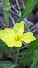 Oenothera howardii