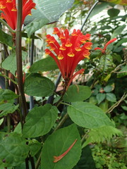 Scutellaria costaricana