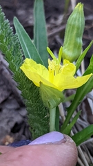 Oenothera howardii