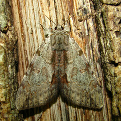 Catocala insolabilis