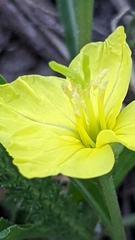 Oenothera howardii