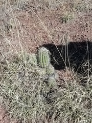 Echinocereus stolonifer tayopensis