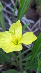Oenothera howardii
