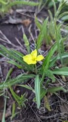 Oenothera howardii
