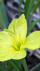 Oenothera howardii